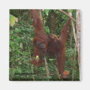 Search for orangutans magnets Wildlife