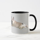 Search for french bulldog puppy mugs Frenchies