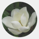 Search for southern magnolia stickers Bloom