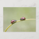 Search for stems postcards Nature