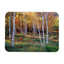 Search for backcountry cards Superstock