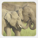 Search for asian elephant stickers Elephas maximus