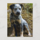 Search for blue heeler Dogs