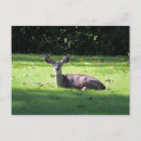 Search for lawn postcards Nature