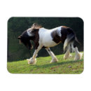 Search for gypsy magnets Ponies