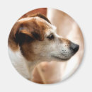 Search for russells magnets Pet