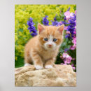 Search for ginger posters Animal