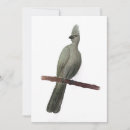 Search for bird drawing cards Pencil