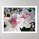 Search for azalea art Pink azaleas