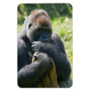 Search for silverback gorilla magnets Primate