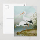 Search for storks postcards Animal