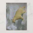 Search for ursus Ice