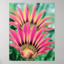 Search for hot pink posters Red