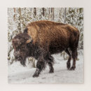 Search for buffalo bison puzzles Animal