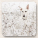 Search for white german shepherd K 9