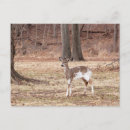 Search for antlers photography Animals