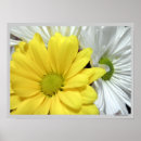 Search for yellow daisies posters Photography