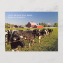 Search for cattle postcards Agriculture