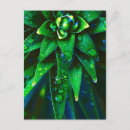 Search for dew drops postcards Macro