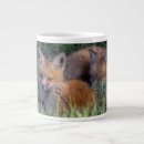 Search for wild fox mugs Young animal
