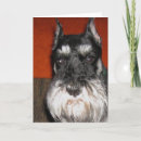 Search for schnauzer photography Animal