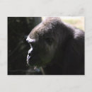 Search for gorilla postcards Primate