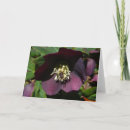 Search for hellebore cards Helleborus