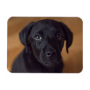 Search for labrador magnets Puppy