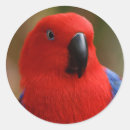 Search for red parrot stickers Wildlife