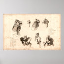 Search for vintage medical posters Anatomical