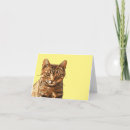 Search for staring cards Cat