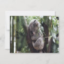 Search for koala baby postcards Cute