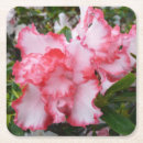 Search for azalea barware Floral