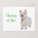 Search for westies postcards Puppy