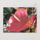 Search for paradise island bahamas postcards Tropical