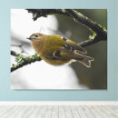 Search for tiny birds art Nature