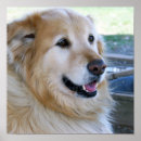 Search for “irony art Dog