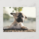 Search for german shepherd postcards Cute