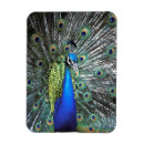 Search for spread magnets Animal