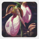 Search for pink orchids stickers Flower