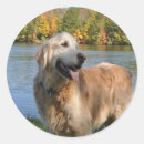 Search for bob stickers Golden retriever
