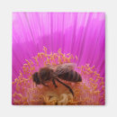 Search for bee magnets Nature