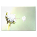 Search for dandelion art Puff