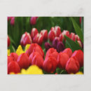 Search for multi postcards Tulip