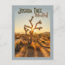 Search for joshua tree national park postcards Cactus
