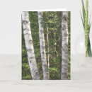 Search for birch tree cards Forest