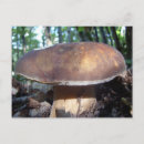 Search for boletus postcards Food