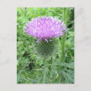 Search for spike postcards Plant