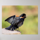 Search for blackbird posters Red winged blackbird