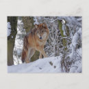 Search for winter wolf postcards Snow